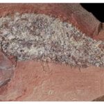 Estudo mostra fóssil de peixe pré-histórico encontrado em Mato Grosso