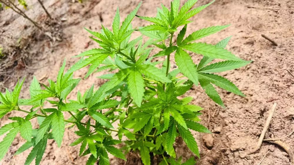 PM encontra mais de 1,7 mil pés de maconha em plantações no interior do Pará
