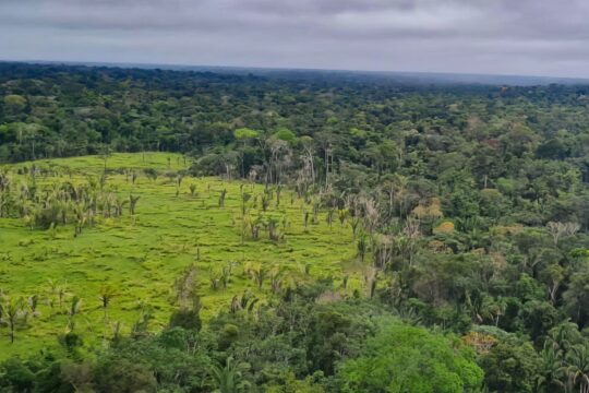 Imazon aponta desmatamento zero em 60% de terras indígenas na Amazônia