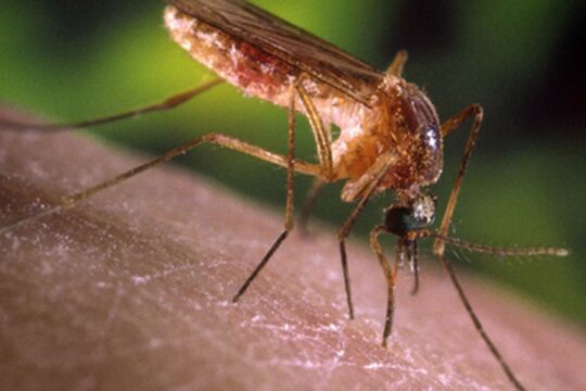 SP confirma dois casos de febre do Nilo Ocidental  