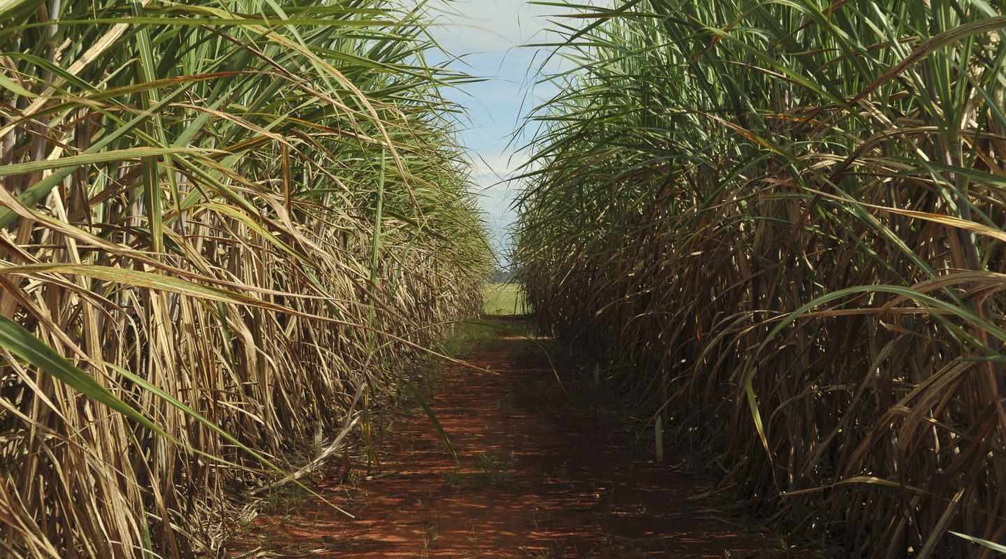 Safra de cana-de-açúcar deve crescer 4,7% em relação ao ano de 2025