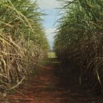 Safra de cana-de-açúcar deve crescer 4,7% em relação ao ano de 2025
