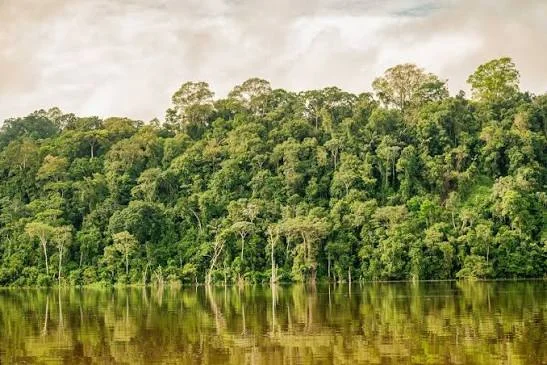 Pará reduz área sob alertas de desmatamento para 987 km², segundo Inpe