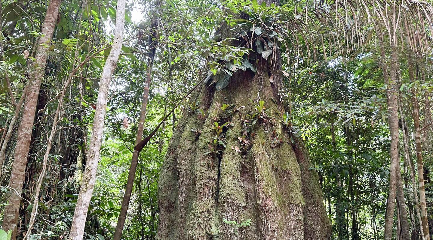 Governo cria reservas de desenvolvimento sustentável no Norte