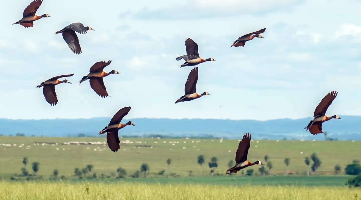 Proteção da biodivesidade no mundo demanda mais US$1,3 trilhão por ano