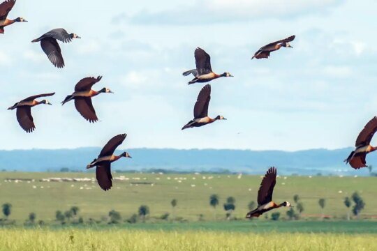 Proteção da biodivesidade no mundo demanda mais US$1,3 trilhão por ano