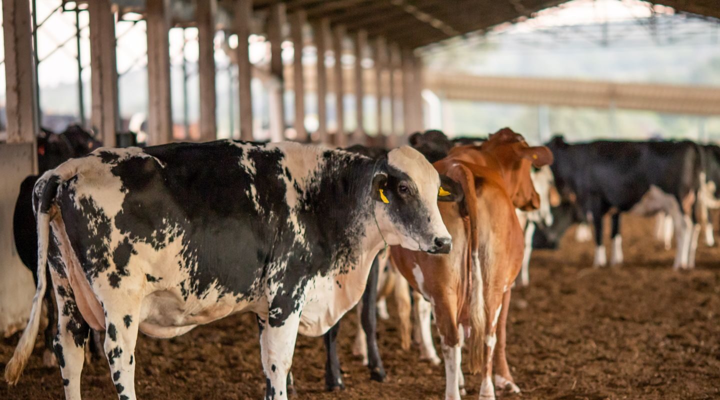 Carne brasileira é barrada na Europa; entenda os impactos