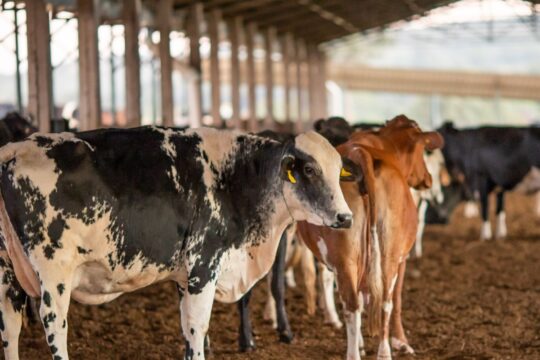 UE suspende carnes do Brasil; entenda impacto e próximos passos