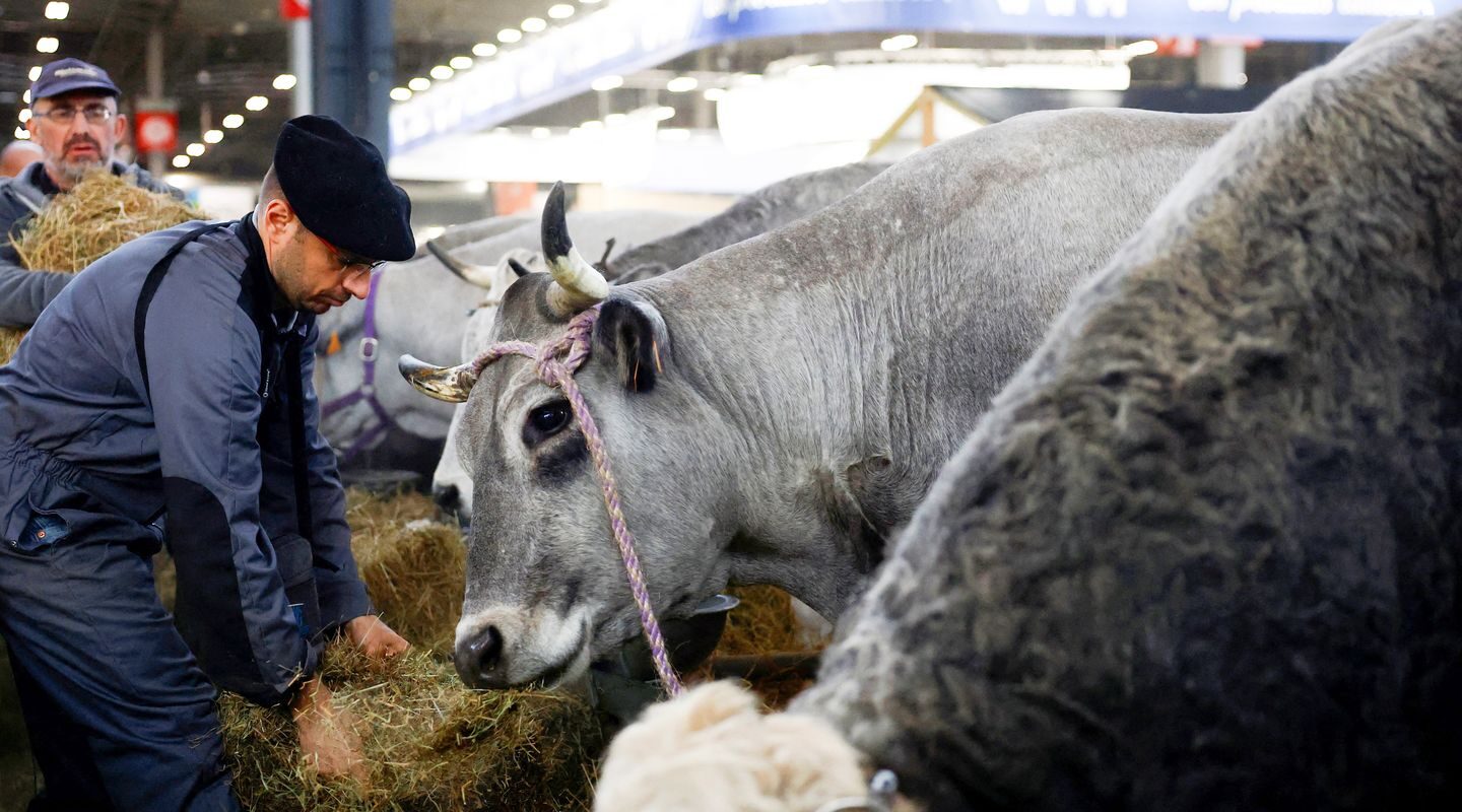 França registra 1º caso humano do vírus Shamonda que afeta animais